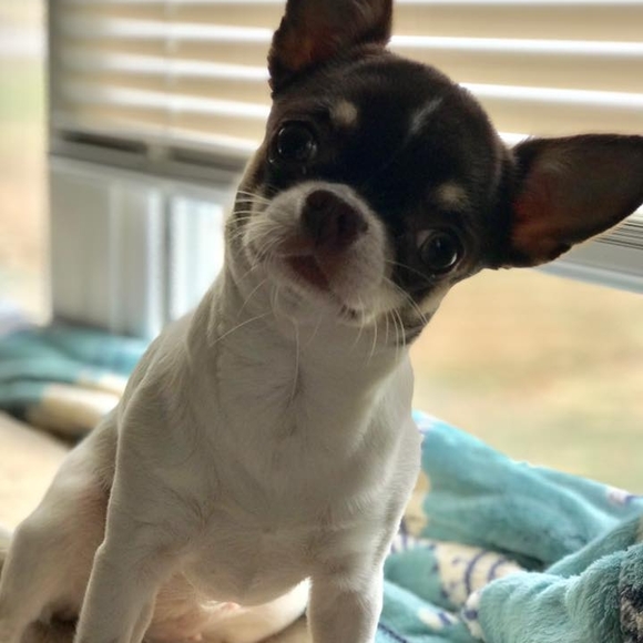 Meet your Posher, Kim - Picture 1 of 1